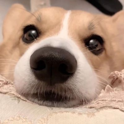 微信很火的好看宠物狗头像图片 超治愈蠢萌可爱的萌宠狗狗头像