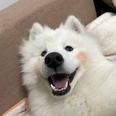 微信很火的好看宠物狗头像图片 超治愈蠢萌可爱的萌宠狗狗头像