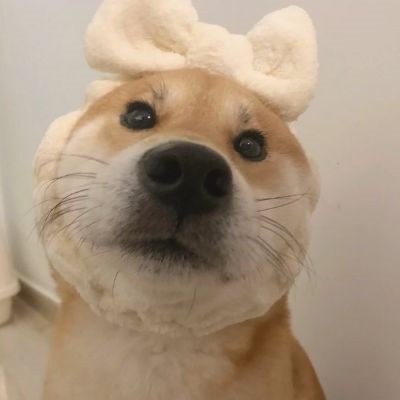微信很火的好看宠物狗头像图片 超治愈蠢萌可爱的萌宠狗狗头像