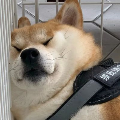 微信很火的好看宠物狗头像图片 超治愈蠢萌可爱的萌宠狗狗头像