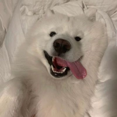 微信很火的好看宠物狗头像图片 超治愈蠢萌可爱的萌宠狗狗头像