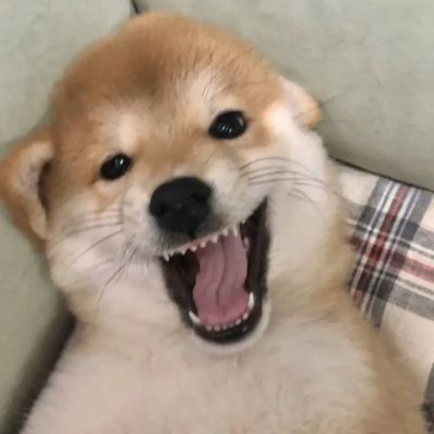 微信很火的好看宠物狗头像图片 超治愈蠢萌可爱的萌宠狗狗头像