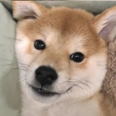 微信很火的好看宠物狗头像图片 超治愈蠢萌可爱的萌宠狗狗头像