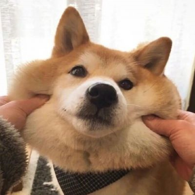 微信很火的好看宠物狗头像图片 超治愈蠢萌可爱的萌宠狗狗头像