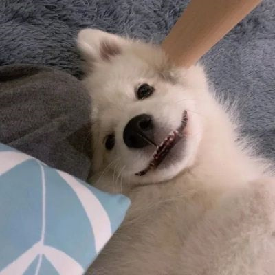 微信很火的好看宠物狗头像图片 超治愈蠢萌可爱的萌宠狗狗头像