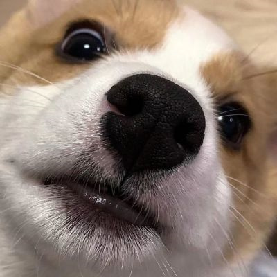 微信很火的好看宠物狗头像图片 超治愈蠢萌可爱的萌宠狗狗头像