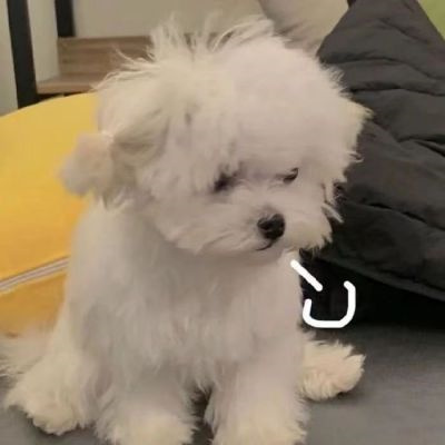 微信很火的好看宠物狗头像图片 超治愈蠢萌可爱的萌宠狗狗头像