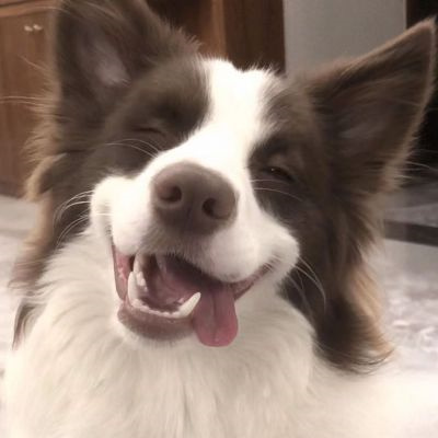 微信很火的好看宠物狗头像图片 超治愈蠢萌可爱的萌宠狗狗头像