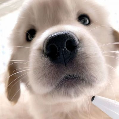 微信很火的好看宠物狗头像图片 超治愈蠢萌可爱的萌宠狗狗头像