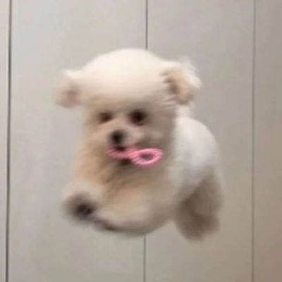 微信很火的好看宠物狗头像图片 超治愈蠢萌可爱的萌宠狗狗头像