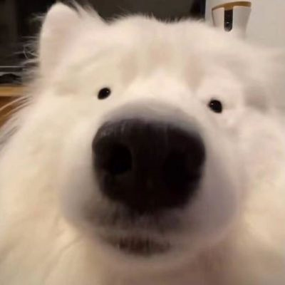 微信很火的好看宠物狗头像图片 超治愈蠢萌可爱的萌宠狗狗头像