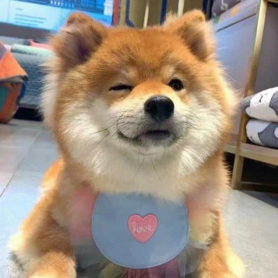 微信很火的好看宠物狗头像图片 超治愈蠢萌可爱的萌宠狗狗头像