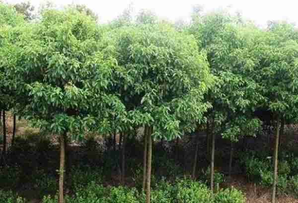 农村致富项目,种植什么最赚钱?来听听湖南种植大户怎么说