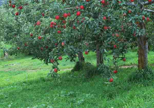 农村致富项目,种植什么最赚钱?来听听湖南种植大户怎么说