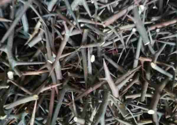 农村致富项目,种植什么最赚钱?来听听湖南种植大户怎么说