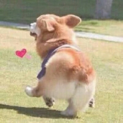 微信很火的狗头像图片合集 狗狗头像图片蠢萌男生女生专用