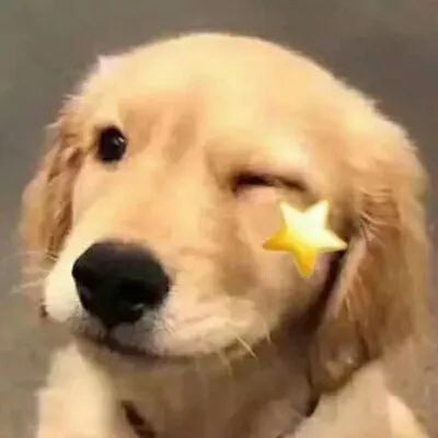 微信很火的狗头像图片合集 狗狗头像图片蠢萌男生女生专用