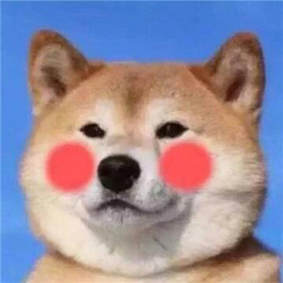 微信很火的狗头像图片合集 狗狗头像图片蠢萌男生女生专用
