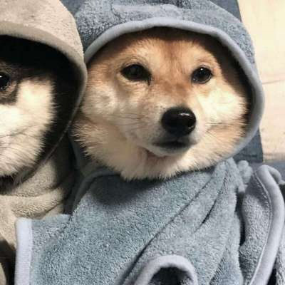 微信很火的狗头像图片合集 狗狗头像图片蠢萌男生女生专用