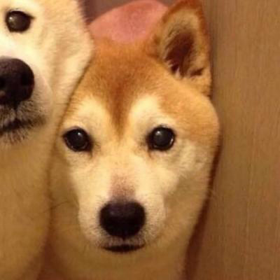 微信很火的狗头像图片合集 狗狗头像图片蠢萌男生女生专用