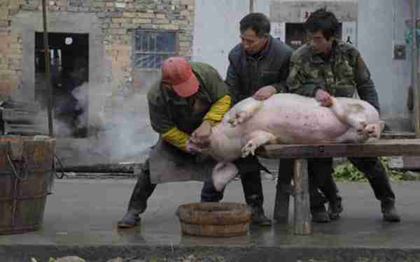 创业不如回农村,这8个赚钱好项目有干头,任意一个都比打工强!